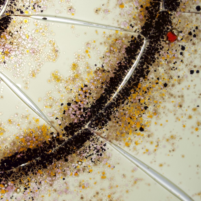 snegl-escargot-lampe-verre-fusing